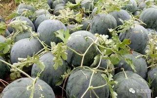 新昌吃瓜最新事件爆料视频,揭秘幕后真相，视频爆料引发热议