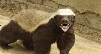 户外平头哥被爆料最新,揭秘神秘生物的神秘面纱